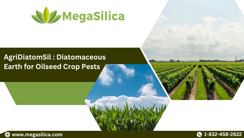 AgriDiatomSil-Diatomaceous Earth for Oilseed Crop Pests