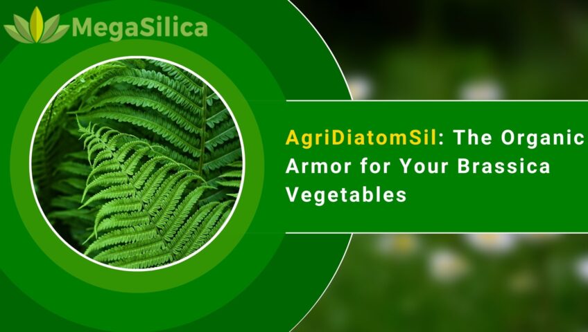 AgriDiatomSil - The Organic Armor - Diatomaceous Earth