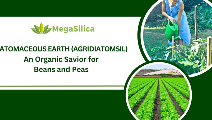 Diatomaceous Earth(AgriDiatomSil) – An Organic Savior for Beans and Peas